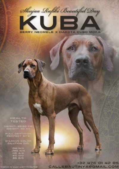 kuba